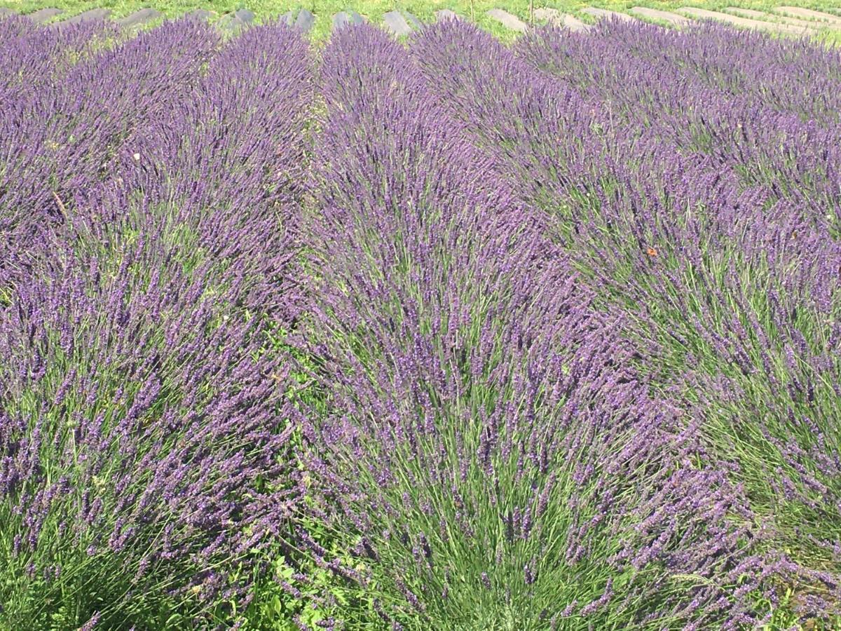 Domaine D'Elusa Vic-Fezensac Exteriör bild